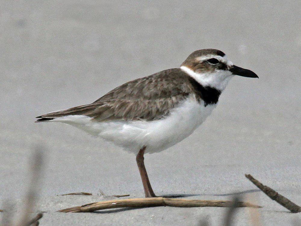 厚嘴鸻 / Wilson\'s Plover / Charadrius wilsonia