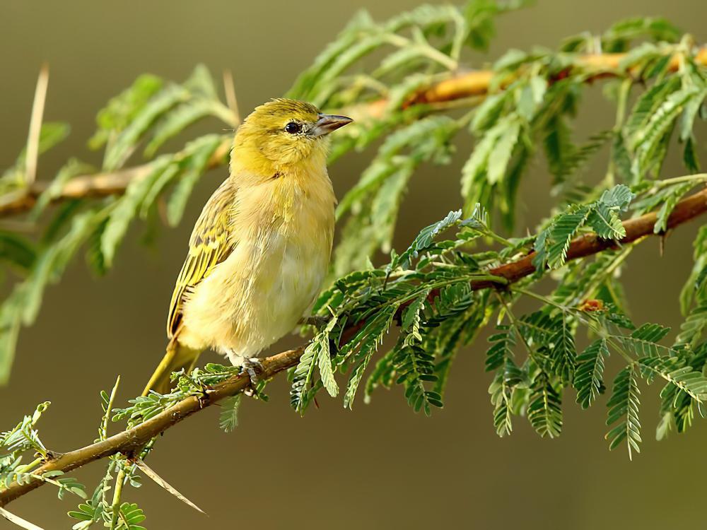 非洲丝雀 / African Citril / Crithagra citrinelloides