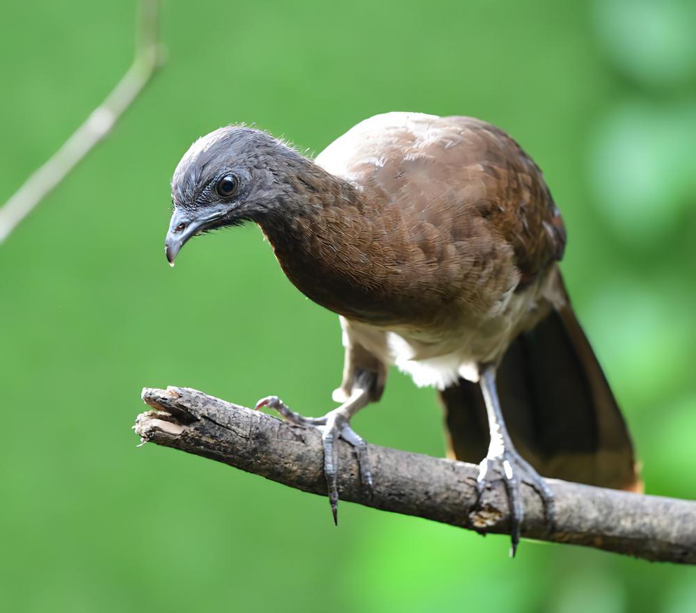 灰头小冠雉 / Grey-headed Chachalaca / Ortalis cinereiceps