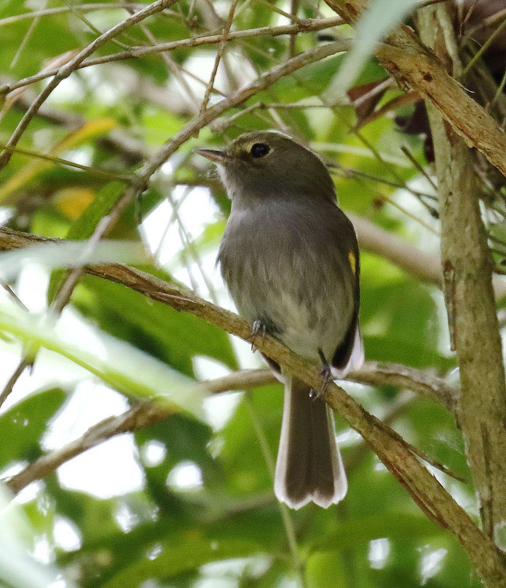 淡褐胸侏霸鹟 / Drab-breasted Bamboo Tyrant / Hemitriccus diops