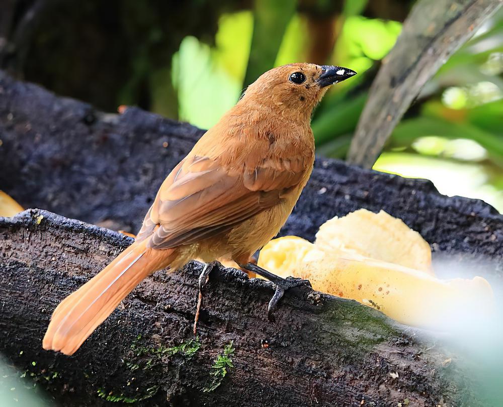 纹肩黑唐纳雀 / White-lined Tanager / Tachyphonus rufus