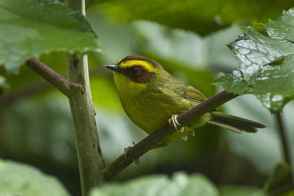 金眉王森莺 / Golden-browed Warbler / Basileuterus belli