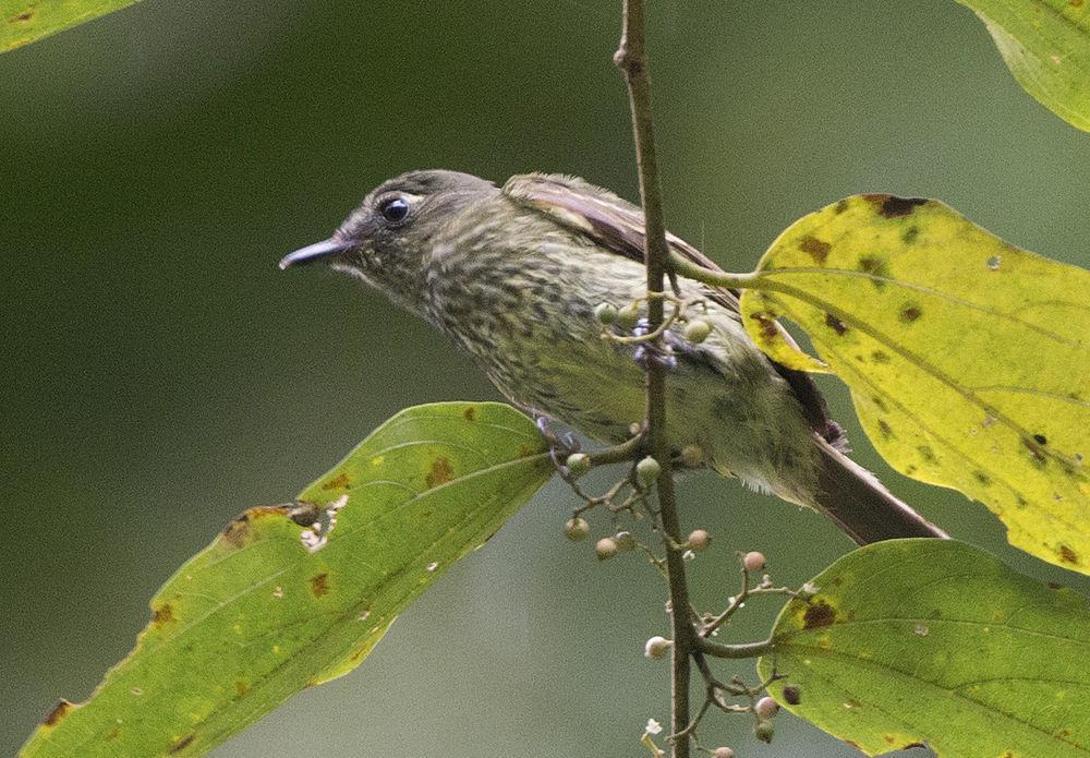 橄榄绿纹霸鹟 / Olive-striped Flycatcher / Mionectes olivaceus