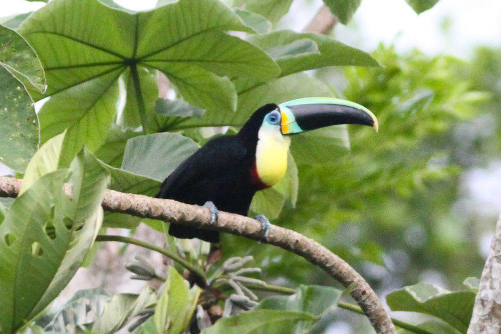 淡黄喉巨嘴鸟 / Citron-throated Toucan / Ramphastos citreolaemus