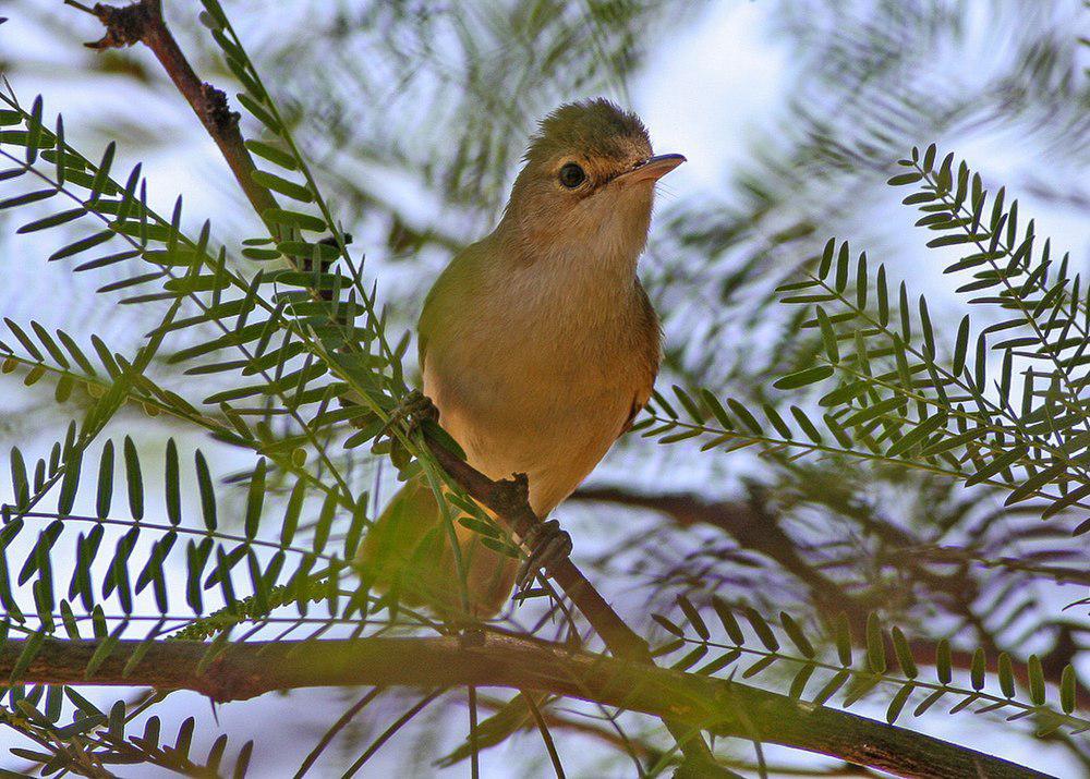 非洲苇莺 / African Reed Warbler / Acrocephalus baeticatus