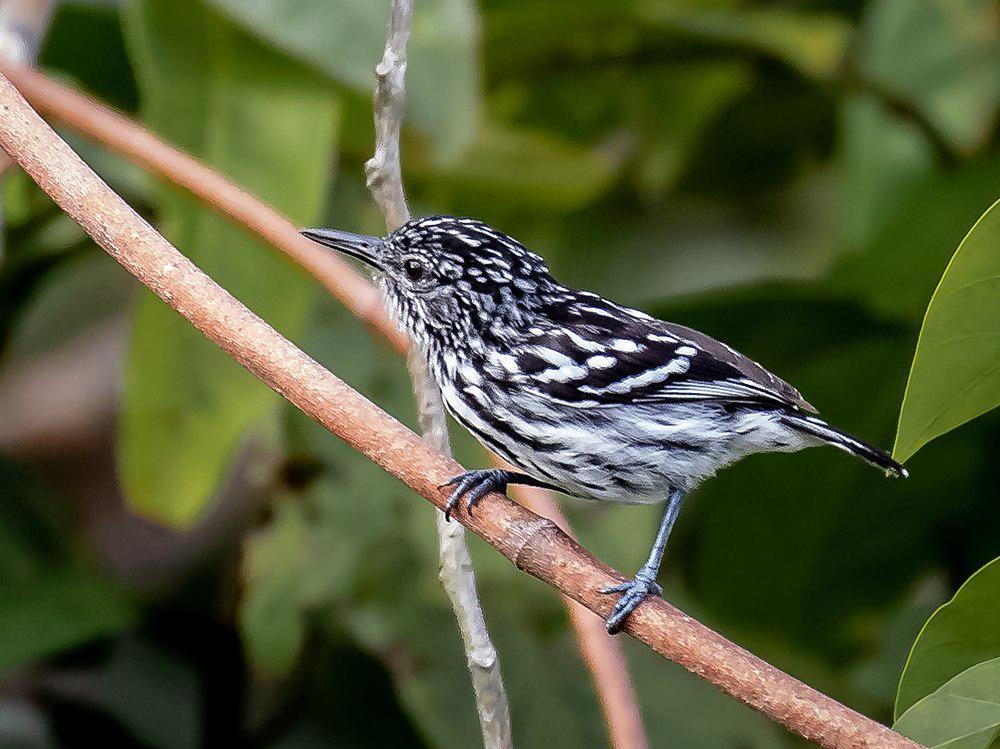 红蚁鹩 / Cherrie\'s Antwren / Myrmotherula cherriei