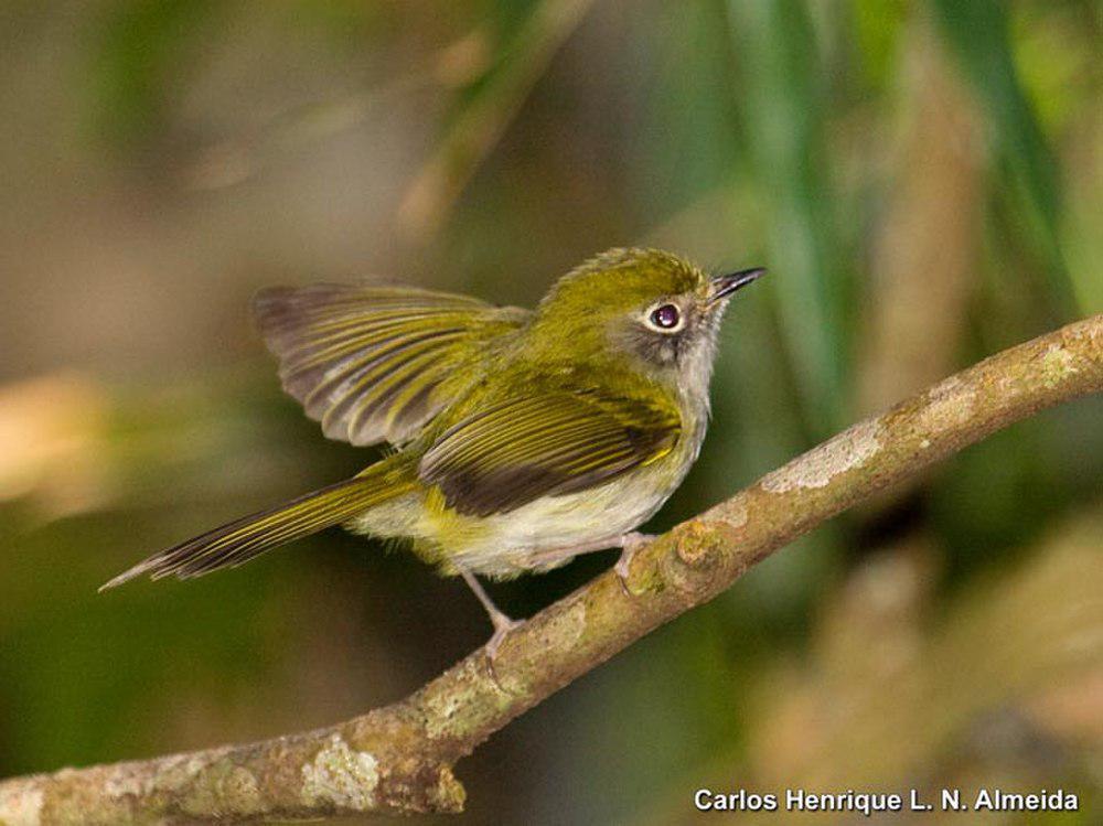 巴西姬霸鹟 / Serra do Mar Tyrannulet / Phylloscartes difficilis