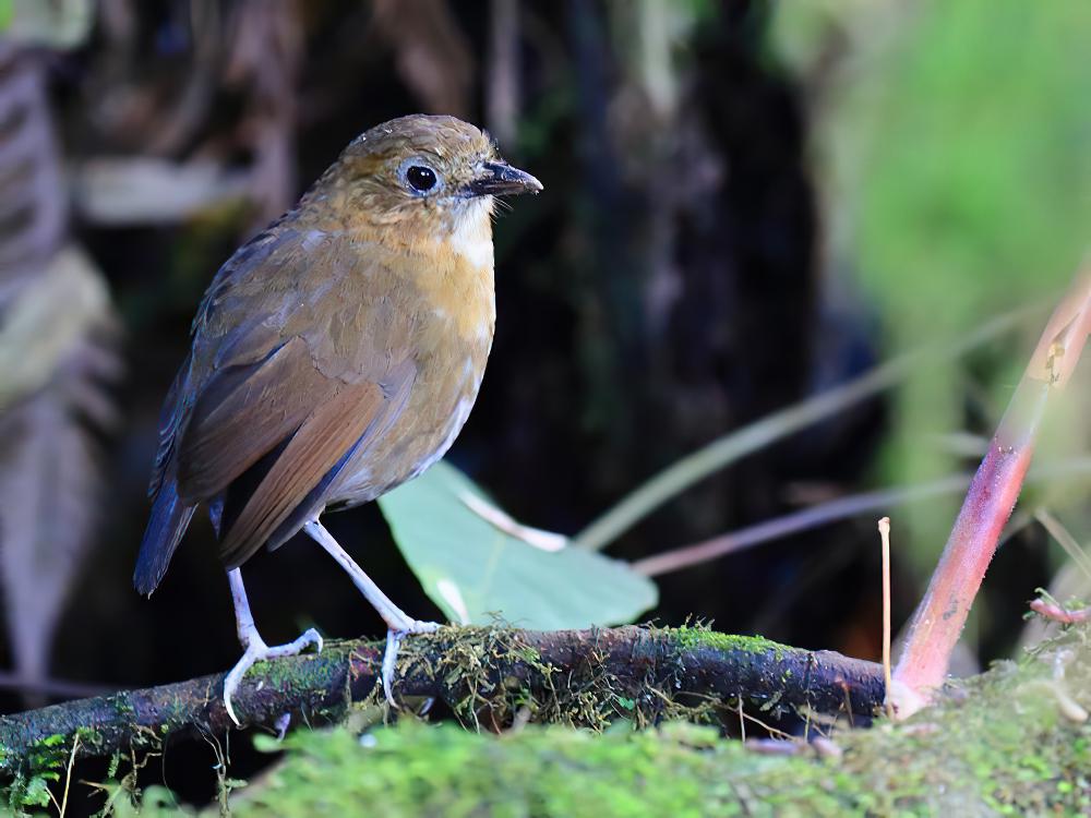 褐斑蚁鸫 / Brown-banded Antpitta / Grallaria milleri