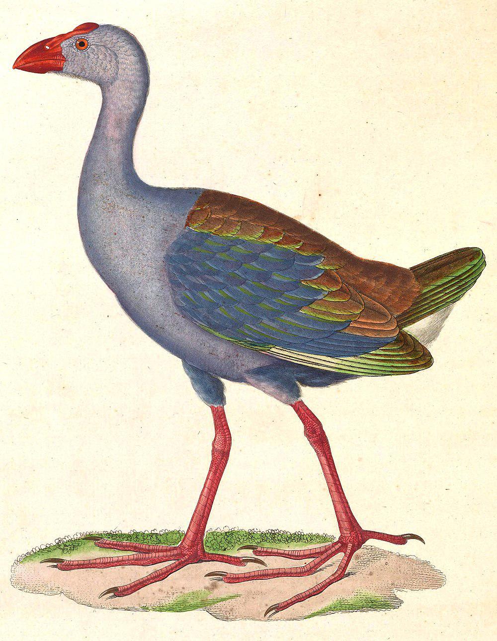 菲律宾紫水鸡 / Philippine Swamphen / Porphyrio pulverulentus