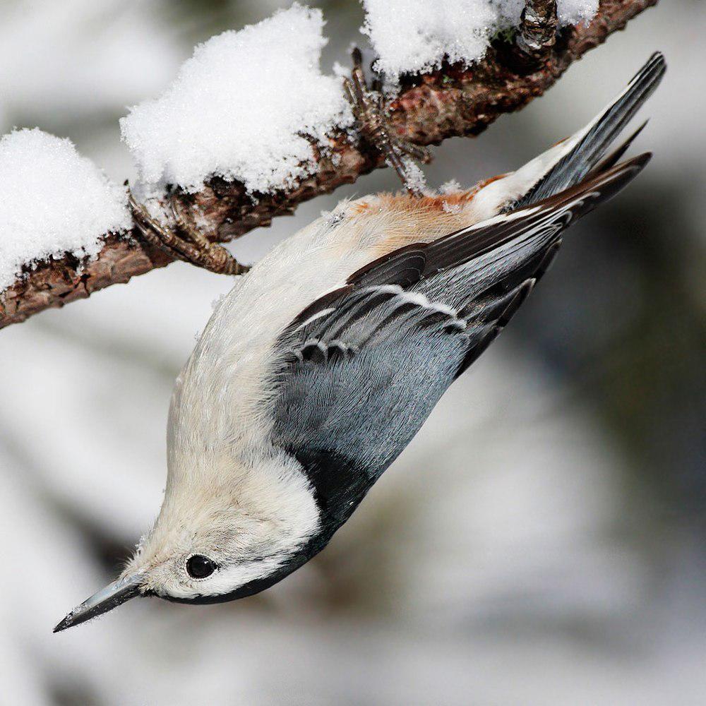 白胸䴓 / White-breasted Nuthatch / Sitta carolinensis