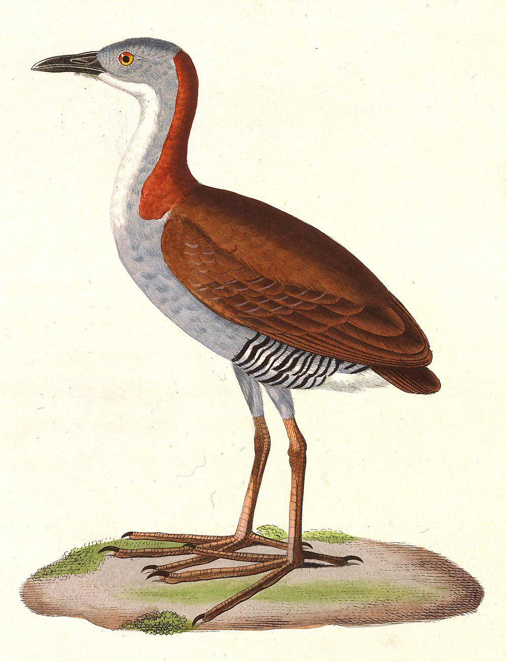 灰胸田鸡 / Grey-breasted Crake / Laterallus exilis