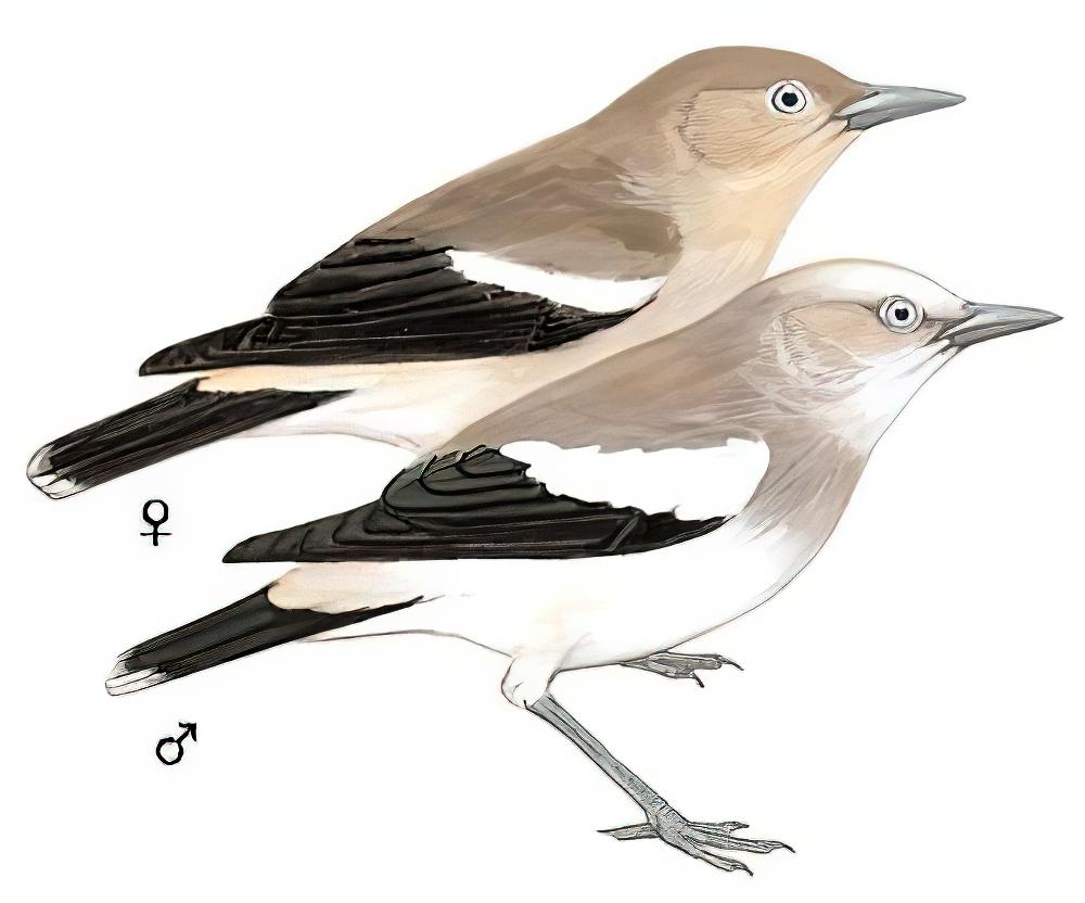 灰背椋鸟 / White-shouldered Starling / Sturnia sinensis
