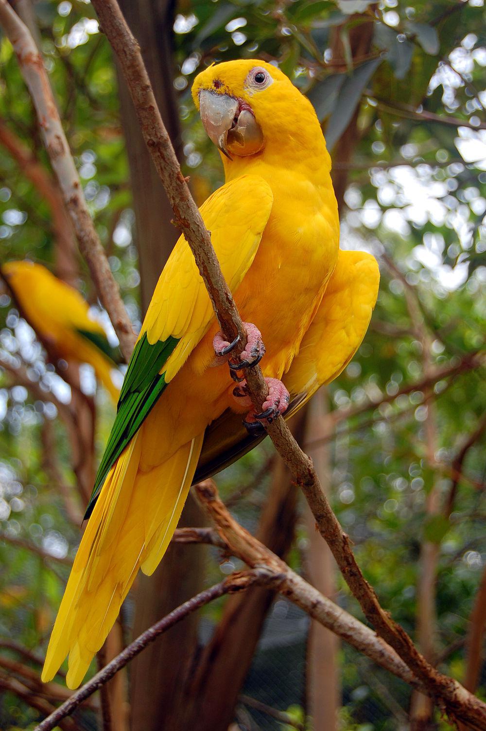 金鹦哥 / Golden Parakeet / Guaruba guarouba