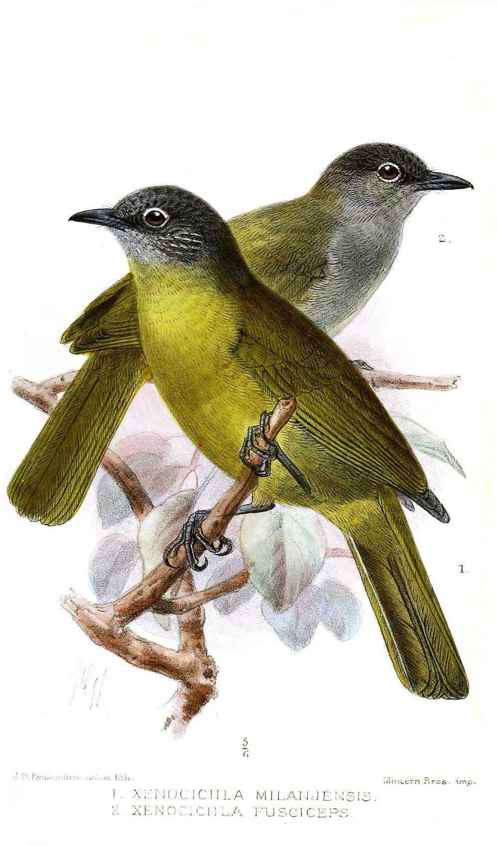 黑眉绿鹎 / Black-browed Greenbul / Arizelocichla fusciceps