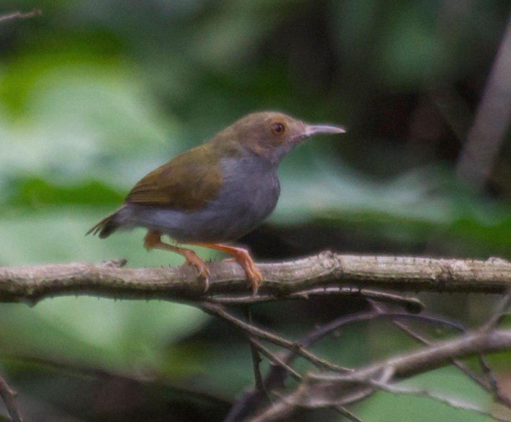 绿拱翅莺 / Olive-green Camaroptera / Camaroptera chloronota