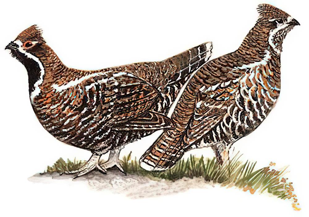 斑尾榛鸡 / Chinese Grouse / Tetrastes sewerzowi