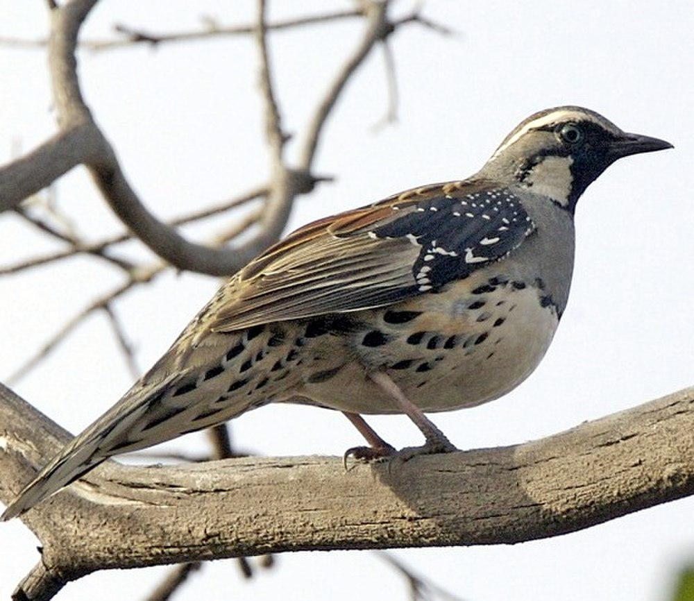 斑鹑鸫 / Spotted Quail-thrush / Cinclosoma punctatum