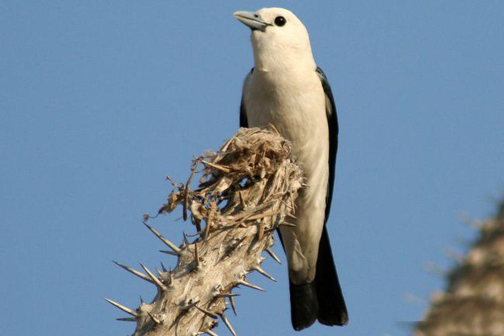 白头钩嘴鵙 / White-headed Vanga / Artamella viridis