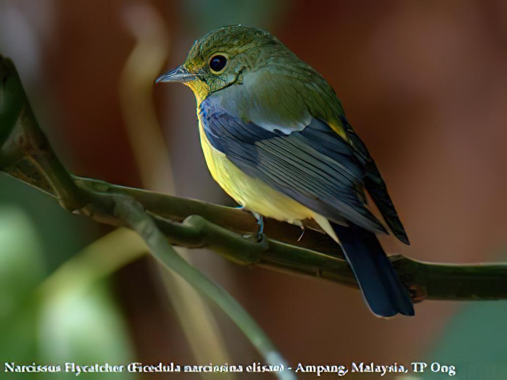 绿背姬鹟 / Green-backed Flycatcher / Ficedula elisae