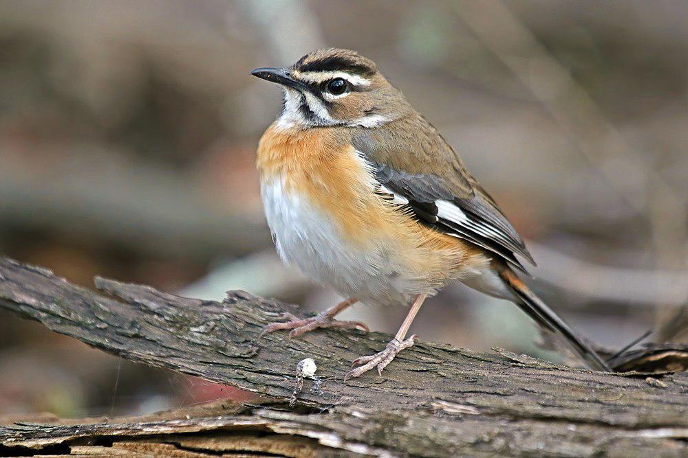 东须薮鸲 / Bearded Scrub Robin / Cercotrichas quadrivirgata