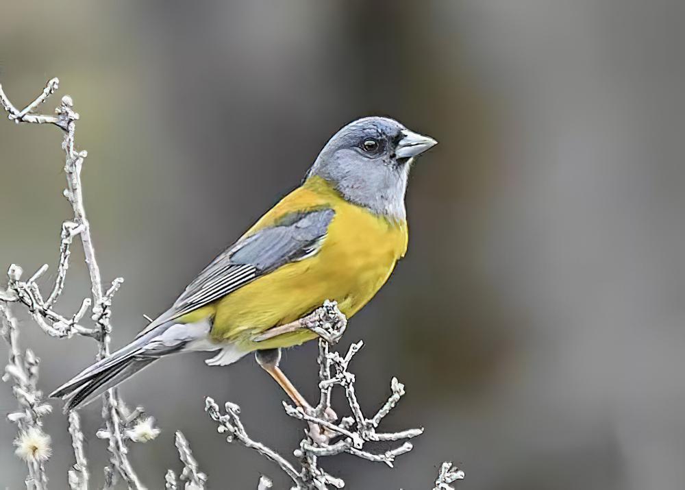 南美岭雀鹀 / Patagonian Sierra Finch / Phrygilus patagonicus