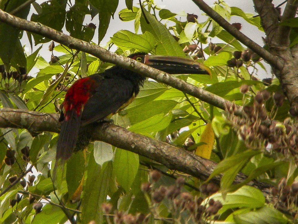 斑嘴簇舌巨嘴鸟 / Stripe-billed Aracari / Pteroglossus sanguineus