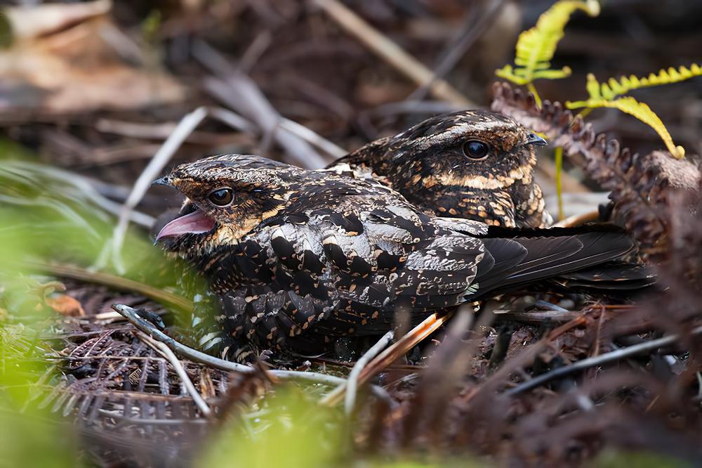 环颈毛腿夜鹰 / Satanic Nightjar / Eurostopodus diabolicus