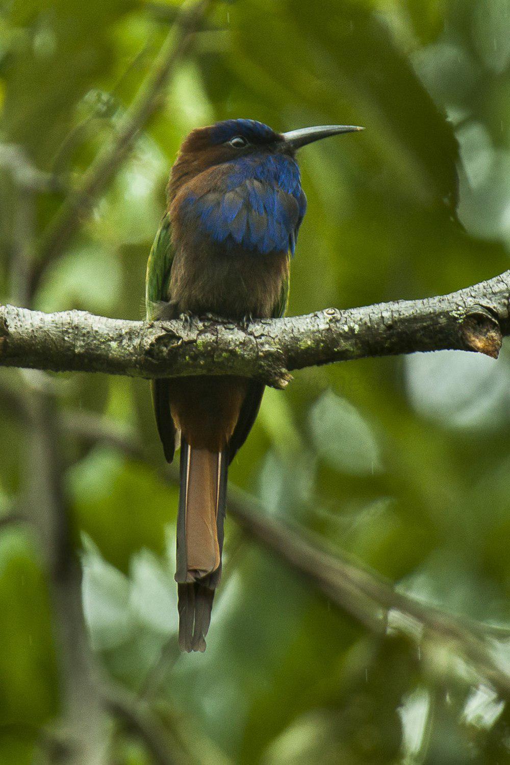 须蜂虎 / Purple-bearded Bee-eater / Meropogon forsteni