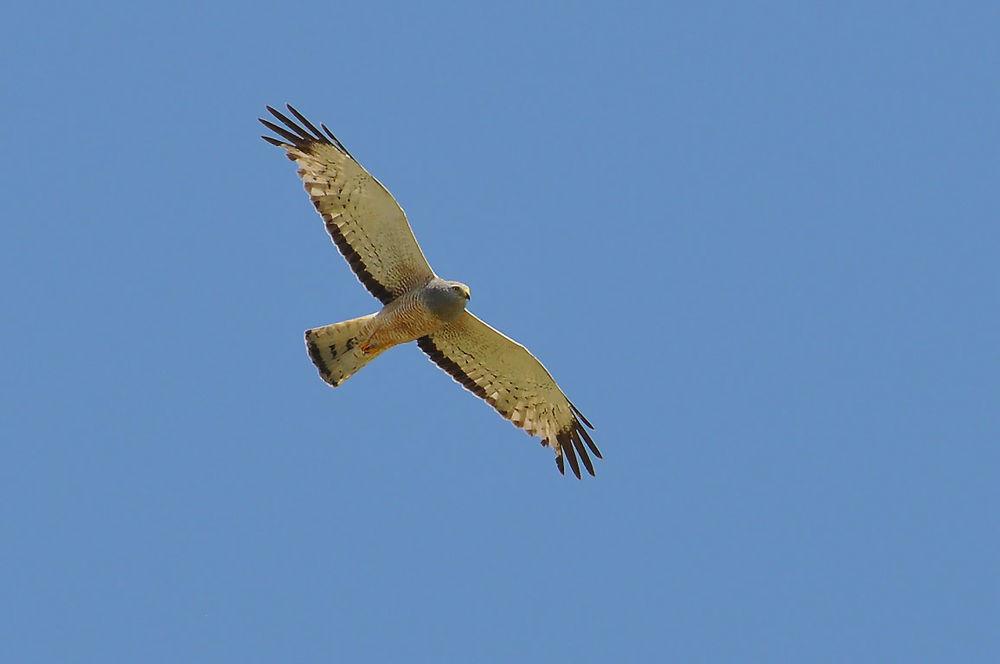 斑腹鹞 / Cinereous Harrier / Circus cinereus