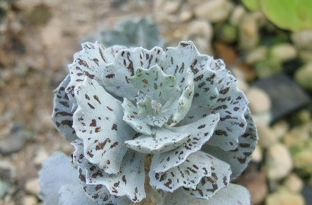 雀扇 Kalanchoe rhombopilosa