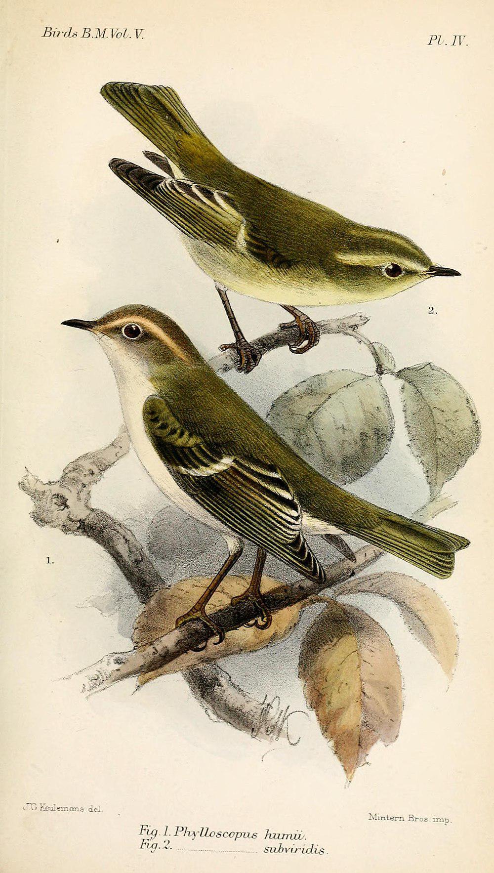 布氏柳莺 / Brooks\'s Leaf Warbler / Phylloscopus subviridis