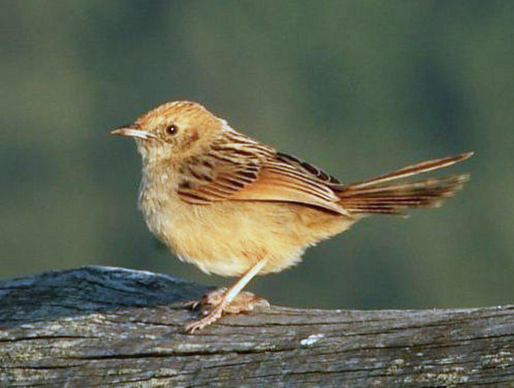 啸声扇尾莺 / Wailing Cisticola / Cisticola lais