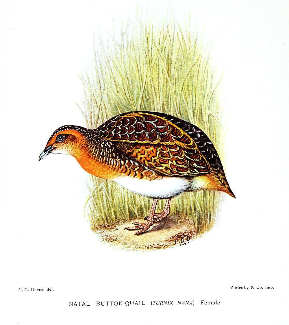 黑腰三趾鹑 / Black-rumped Buttonquail / Turnix nanus