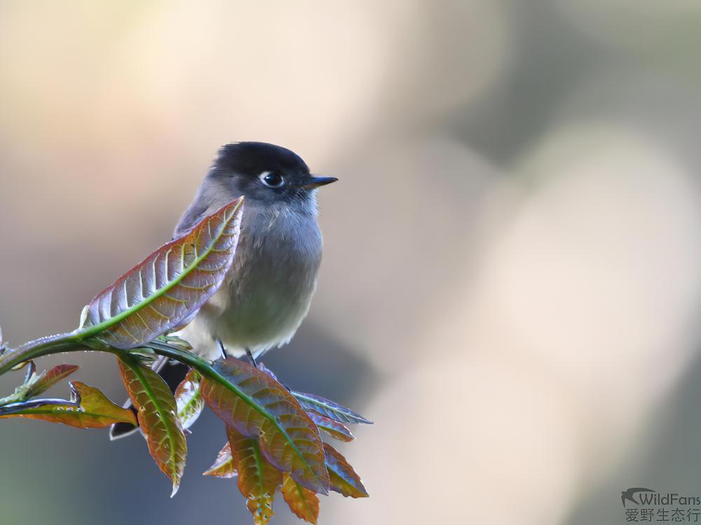 黑顶纹霸鹟 / Black-capped Flycatcher / Empidonax atriceps