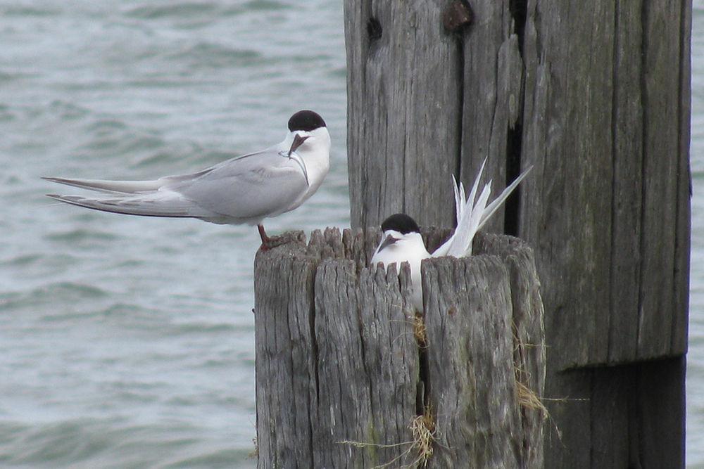 澳洲燕鸥 / White-fronted Tern / Sterna striata