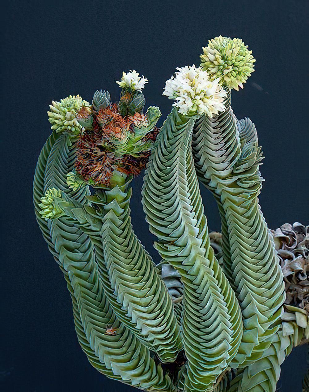 方塔 Crassula‘Buddha‘s temple‘