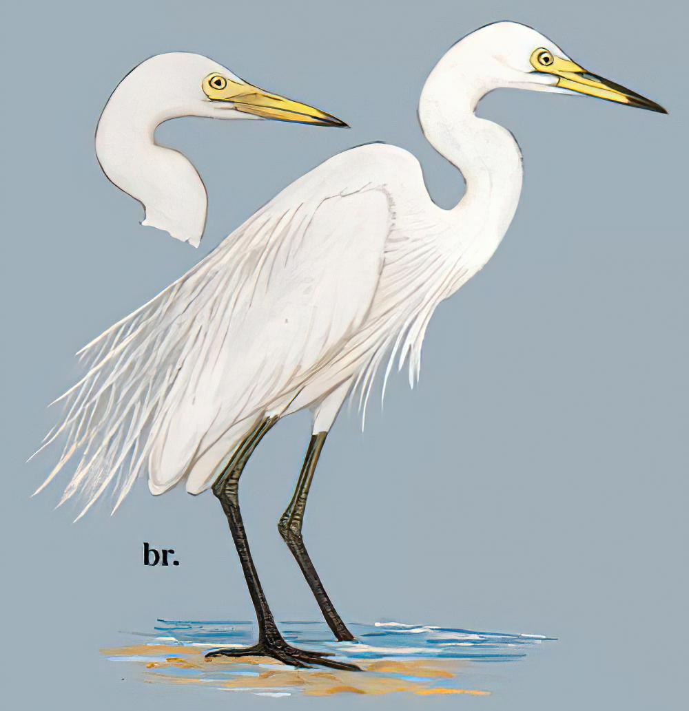 中白鹭 / Intermediate Egret / Ardea intermedia