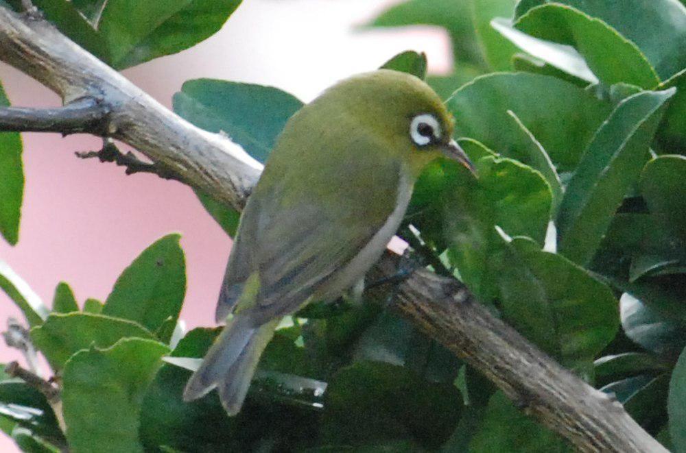 绿背绣眼鸟 / Green-backed White-eye / Zosterops xanthochroa