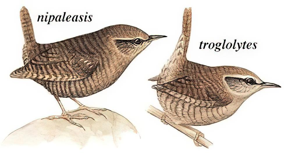 鹪鹩 / Eurasian Wren / Troglodytes troglodytes