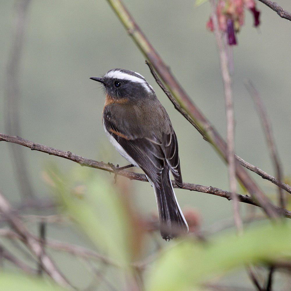 棕胸唧霸鹟 / Rufous-breasted Chat-Tyrant / Ochthoeca rufipectoralis