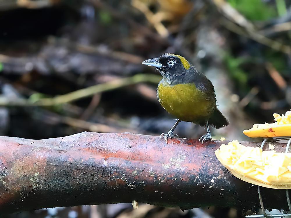 乌脸唐纳雀 / Dusky-faced Tanager / Mitrospingus cassinii