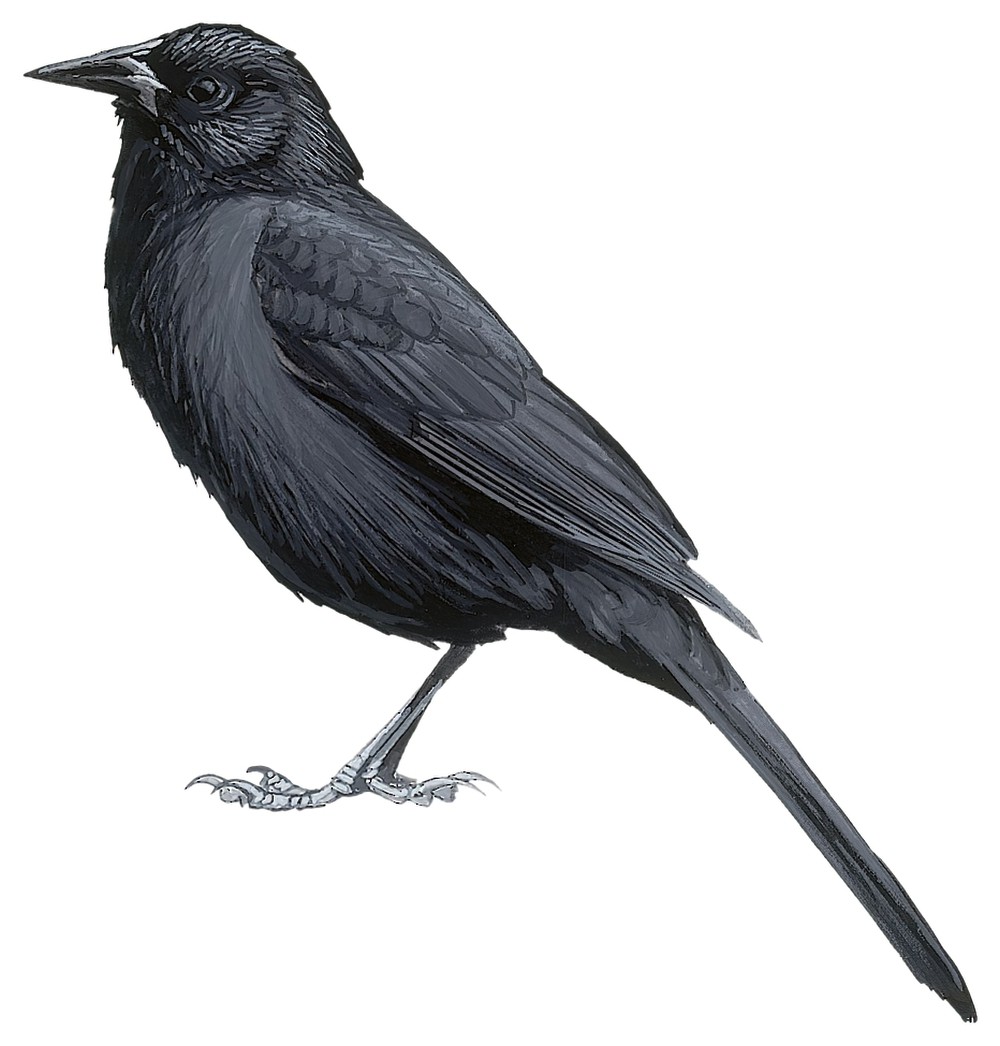 福氏黑鹂 / Forbes's Blackbird / Anumara forbesi