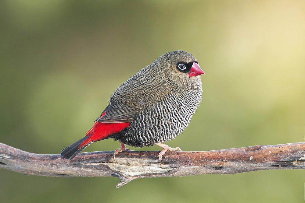 艳火尾雀 / Beautiful Firetail / Stagonopleura bella