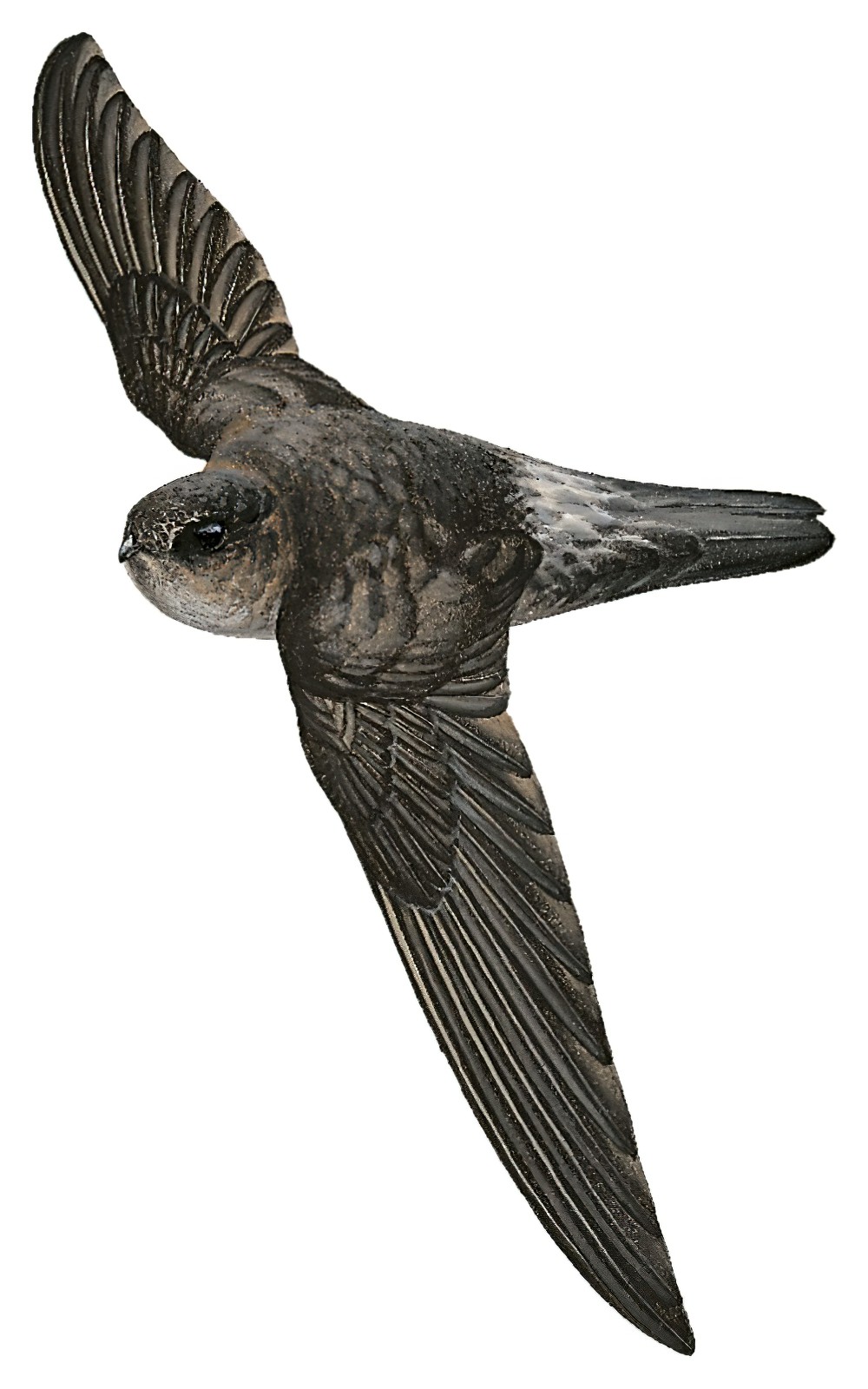 麦氏金丝燕 / Mayr's Swiftlet / Aerodramus orientalis