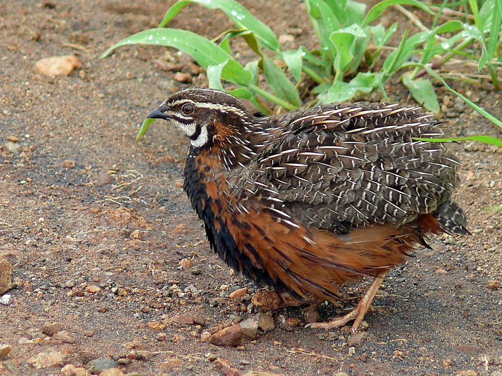 花脸鹌鹑 / Harlequin Quail / Coturnix delegorguei