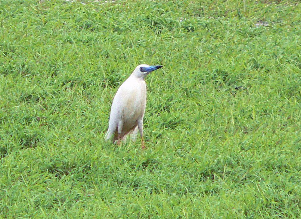 马岛池鹭 / Malagasy Pond Heron / Ardeola idae