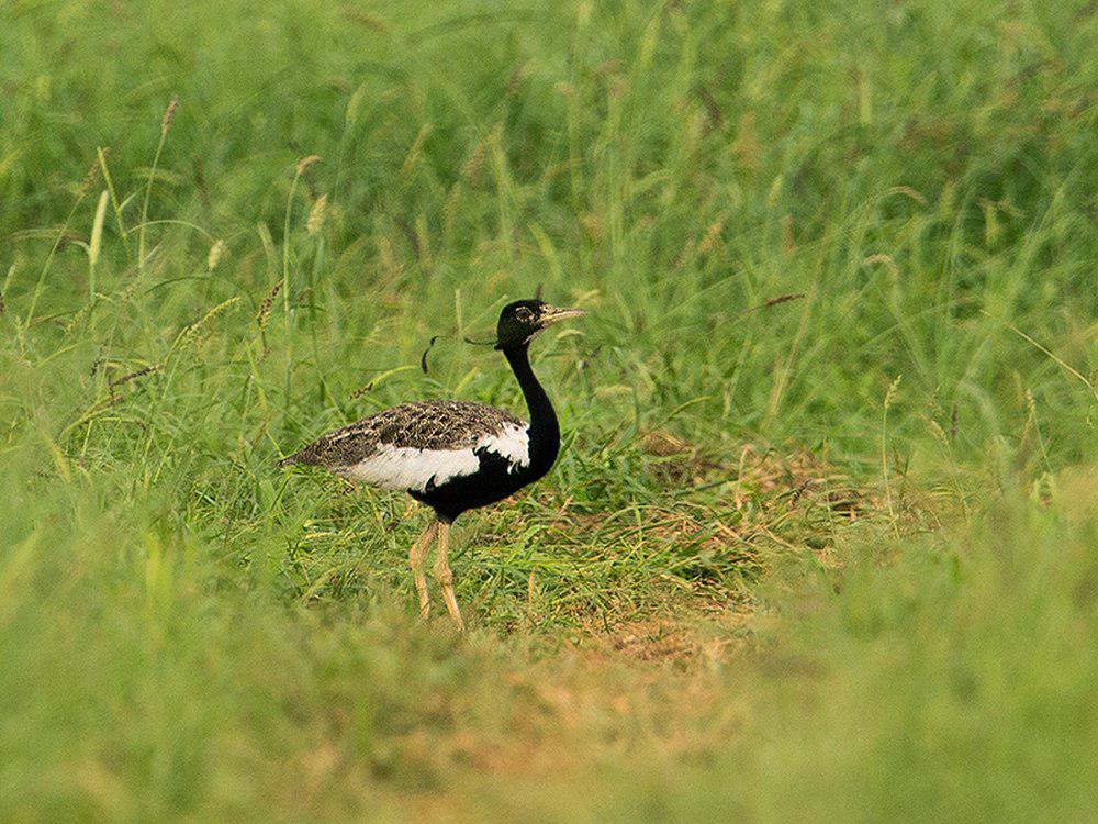 凤头鸨 / Lesser Florican / Sypheotides indicus