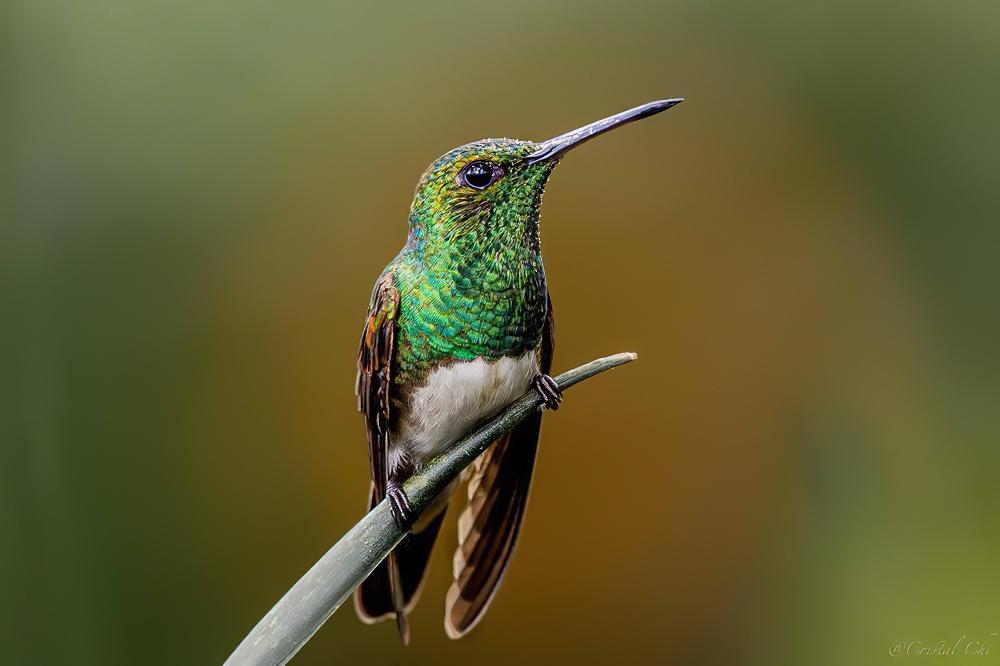 雪胸蜂鸟 / Snowy-bellied Hummingbird / Saucerottia edward