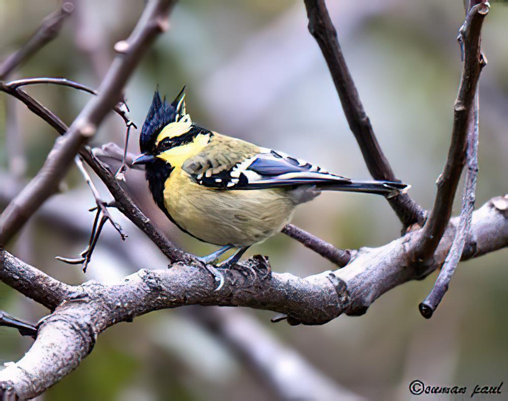 眼纹黄山雀 / Himalayan Black-lored Tit / Machlolophus xanthogenys