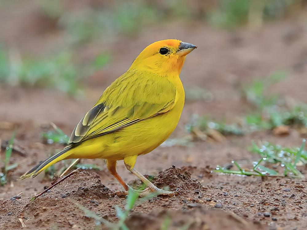 橙黄雀鹀 / Saffron Finch / Sicalis flaveola